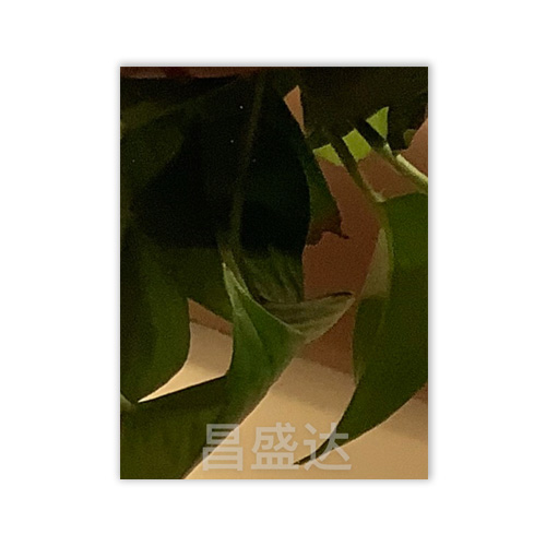 產品名稱